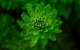 Bewusstsein schafft Frieden