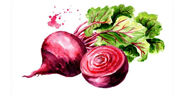 Wissenswertes über die Rote Bete