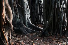 Die Wurzeln der Unsicherheit