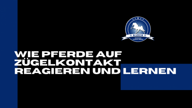 Wie Pferde auf Zügelkontakt reagieren und lernen