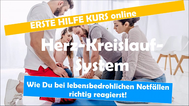 Das Herz Kreislauf System