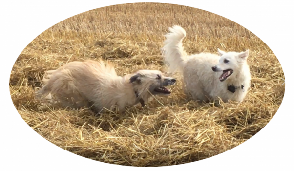 Hunde - Ernährung und Gesundheit