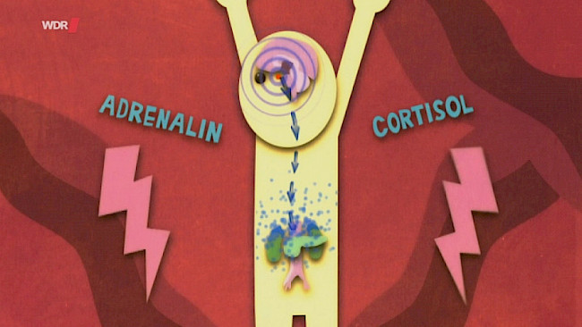 Was passiert im Körper (Video 1)