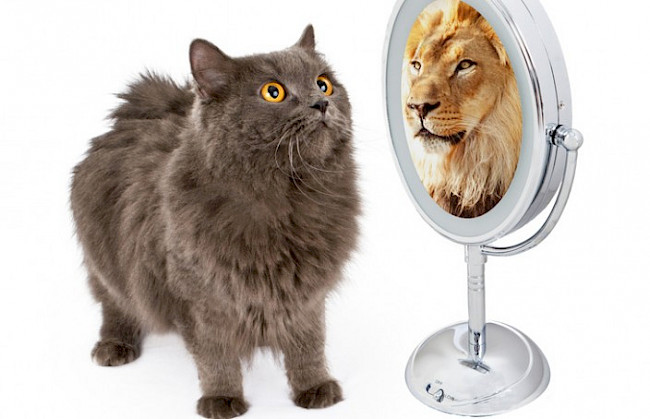 6 Säulen des Selbstwertgefühl (Video 1)