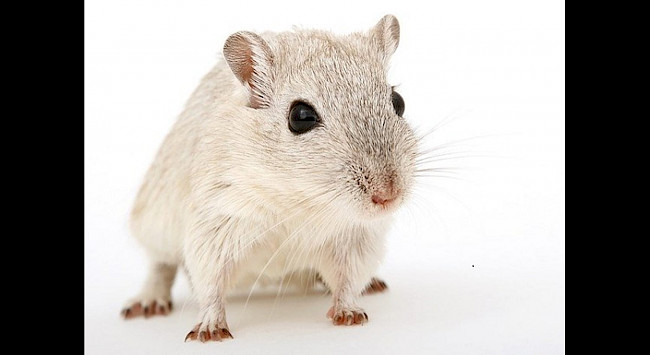 12. Alpha-Zustand halten