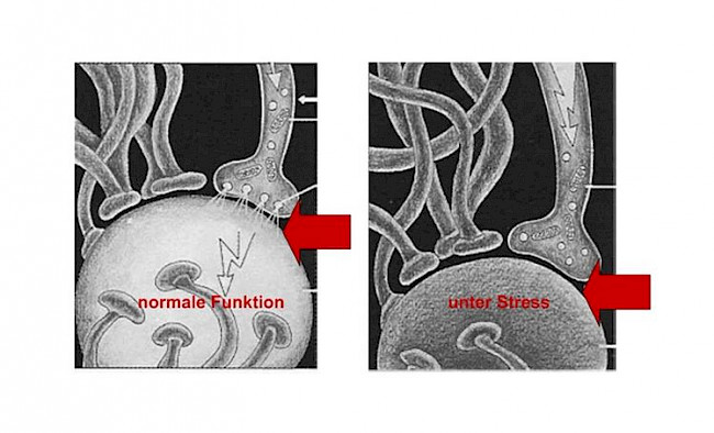 3. Stressregulierung
