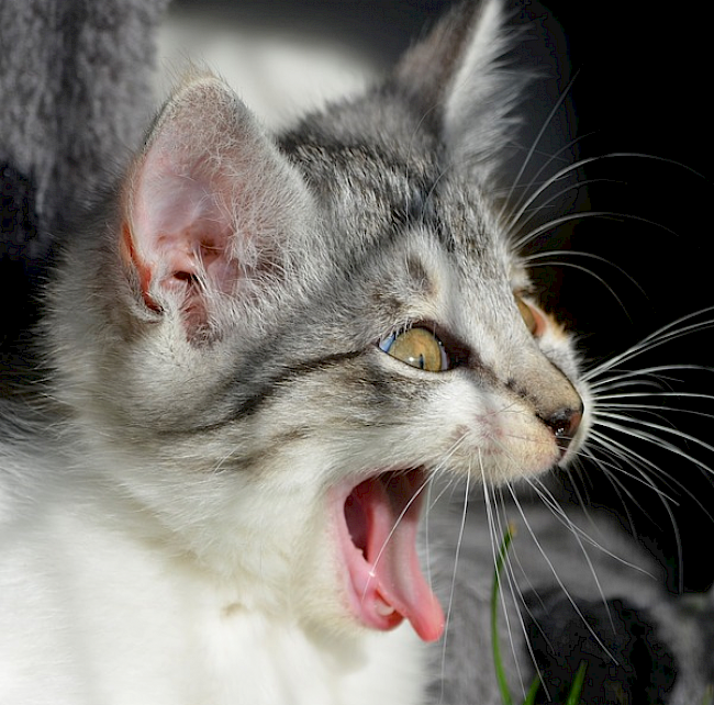 8. Somatische Ressourcen