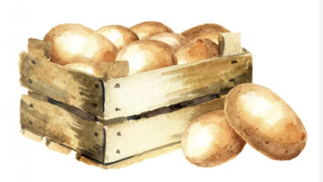 Wissenswertes um die Kartoffel