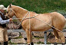 3. Anti-Schreck-Training