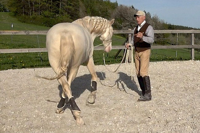 Bogenpeitsche | gymnastizierend