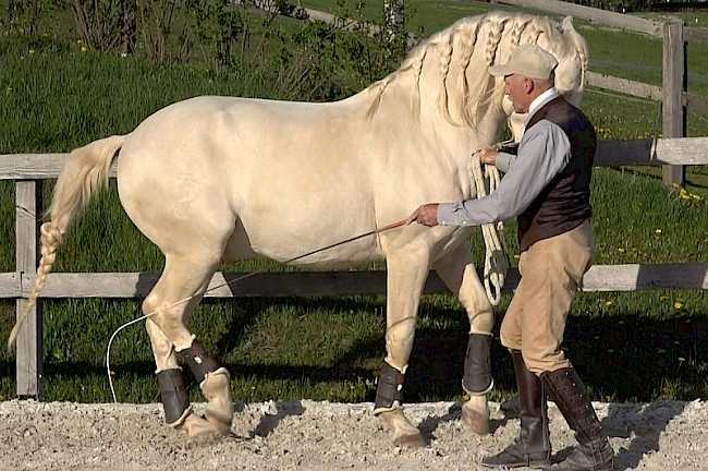 Bogenpeitsche | Piaffe erarbeiten
