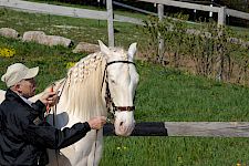 Einstieg | Dressurhaltung