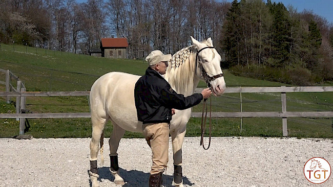 Re-Fresh | Remonte-Zäumung