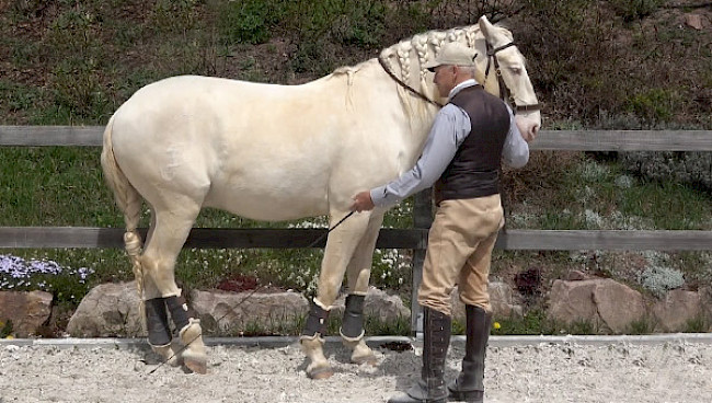 Touchieren der Hinterhand