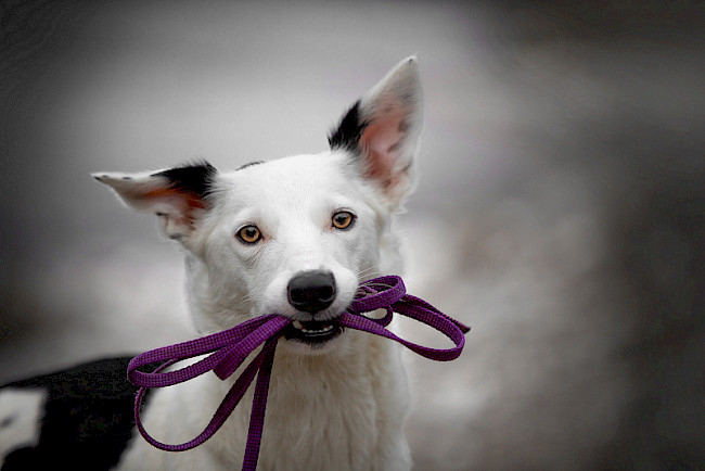 Grundlagen - Tricks im Therapiehundesetting