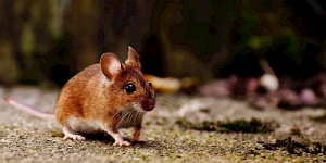 Selbstliebe und Schwächen