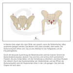 CANTIENICA®-Glossar