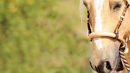 Vorschau – Einleitung