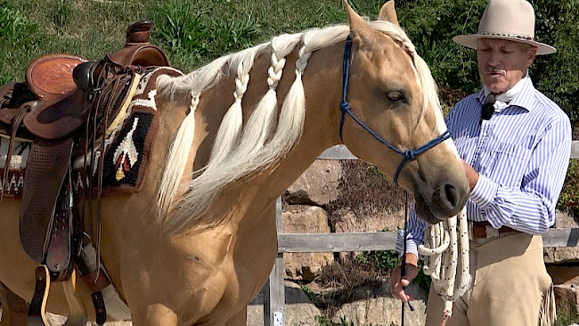 Senisbilisierung | Kopf-/Zäumung
