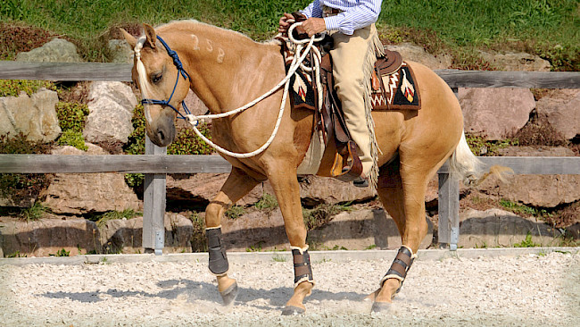 Prinzipien | Hackamore-Reiten