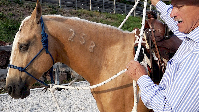 Zügelschlaufe knoten | Knotenhalfter