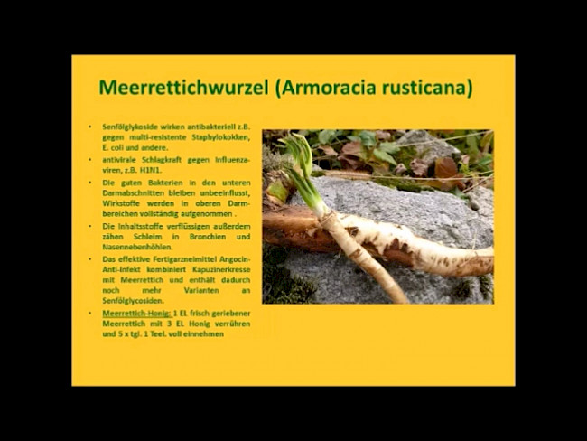 Lektion 2 Teil 2 - Antibakterielle und antivirale Heilpflanzen
