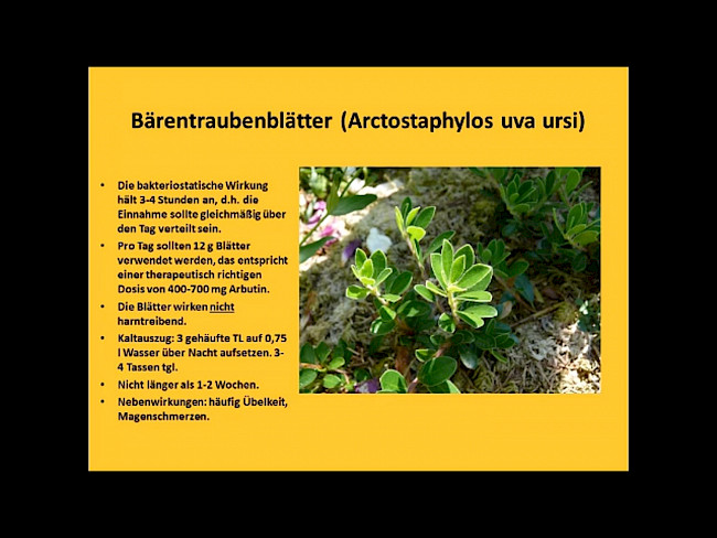 Weitere Heilpflanzen bei Infektionen der Harnwege