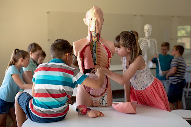 Anatomische Besonderheiten