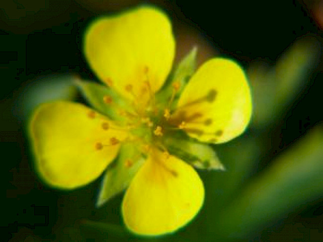 Meeting 21.2. Harnwege, Magen-Darm Gruppe 1