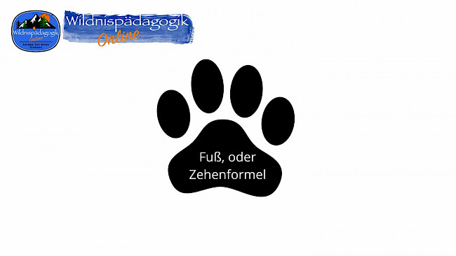 Fährtenlesen 8: Zehenformel