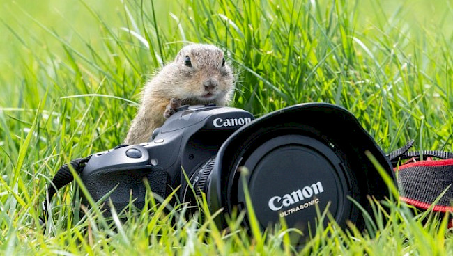 Tierfotografie mit dem TV oder S Modus