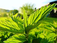 Webinar vitalisierende Frühjahrskur