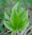 Entgiften - Entsäuern - Entschlacken