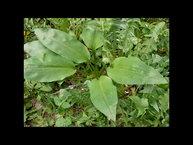 Heilpflanzen zur allg. Entgiftung - Teil 1 Bärlauch