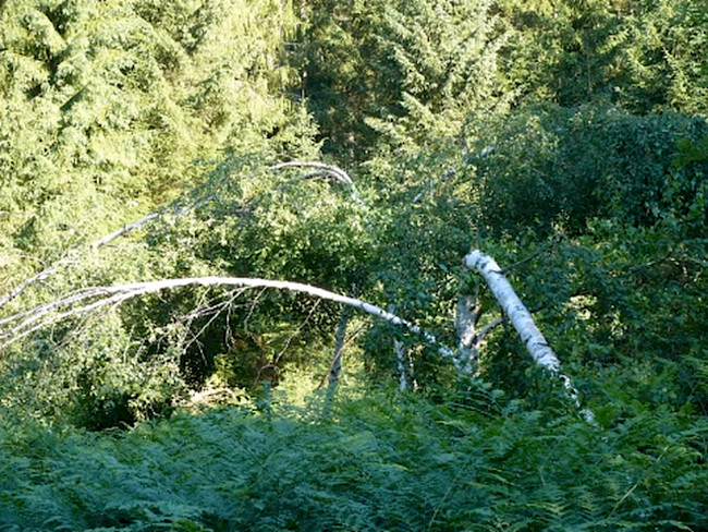 Teil 2 Birke, Brennnessel