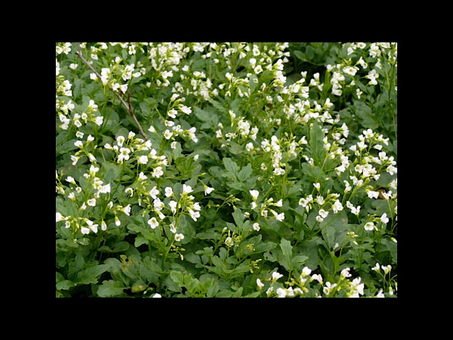 Teil 3 - Brunnenkresse bis Walnuss