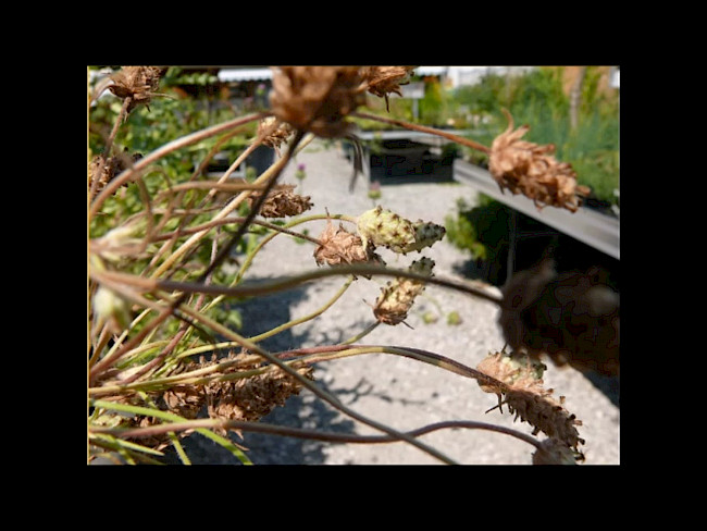 Teil 5 - Darmreinigung