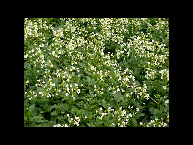 antibakterielle Pflanzen bei Harnwegsinfekten