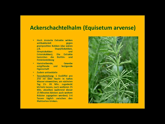 Pflanzen zur Durchspülung bei Harnwegsinfekten