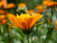 Heilpflanzen bei Hauterkrankungen