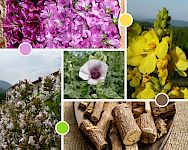 Husten-Workshop Tag 1