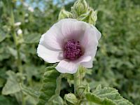 Husten-Workshop Tag 2