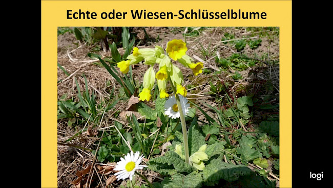 Schleimlösende Heilpflanzen