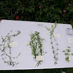 Vergleichende Botanik Hochsommer-Videos