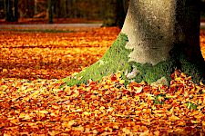 Skripten Herbstmodul