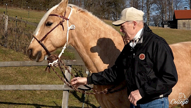 Das Fiador | Anpassung