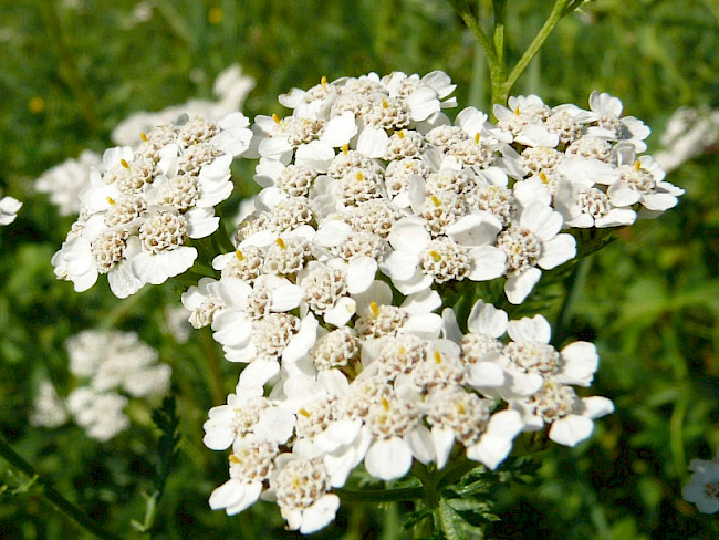 Meeting Gruppe 2 Harnwege, Verd.trakt 2.5.